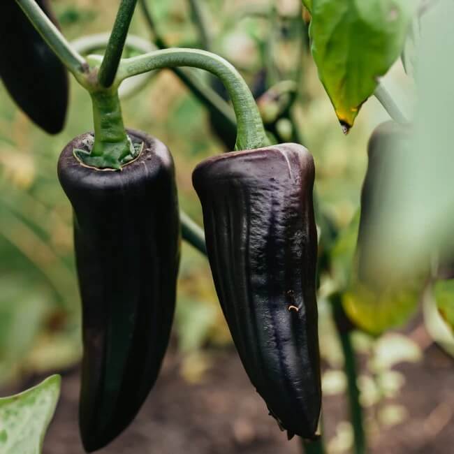 Black jalapeno seeds - Vegetable Plant