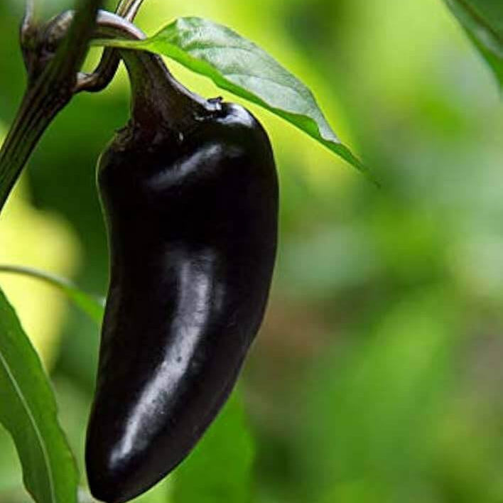 Black jalapeno seeds - Vegetable Plant