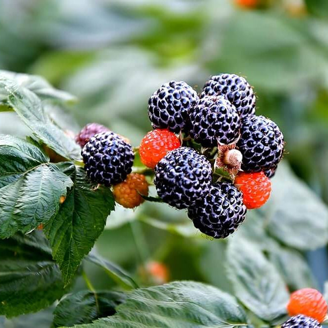 Black raspberry seeds - Fruit Plant
