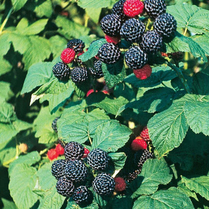 Black raspberry seeds - Fruit Plant