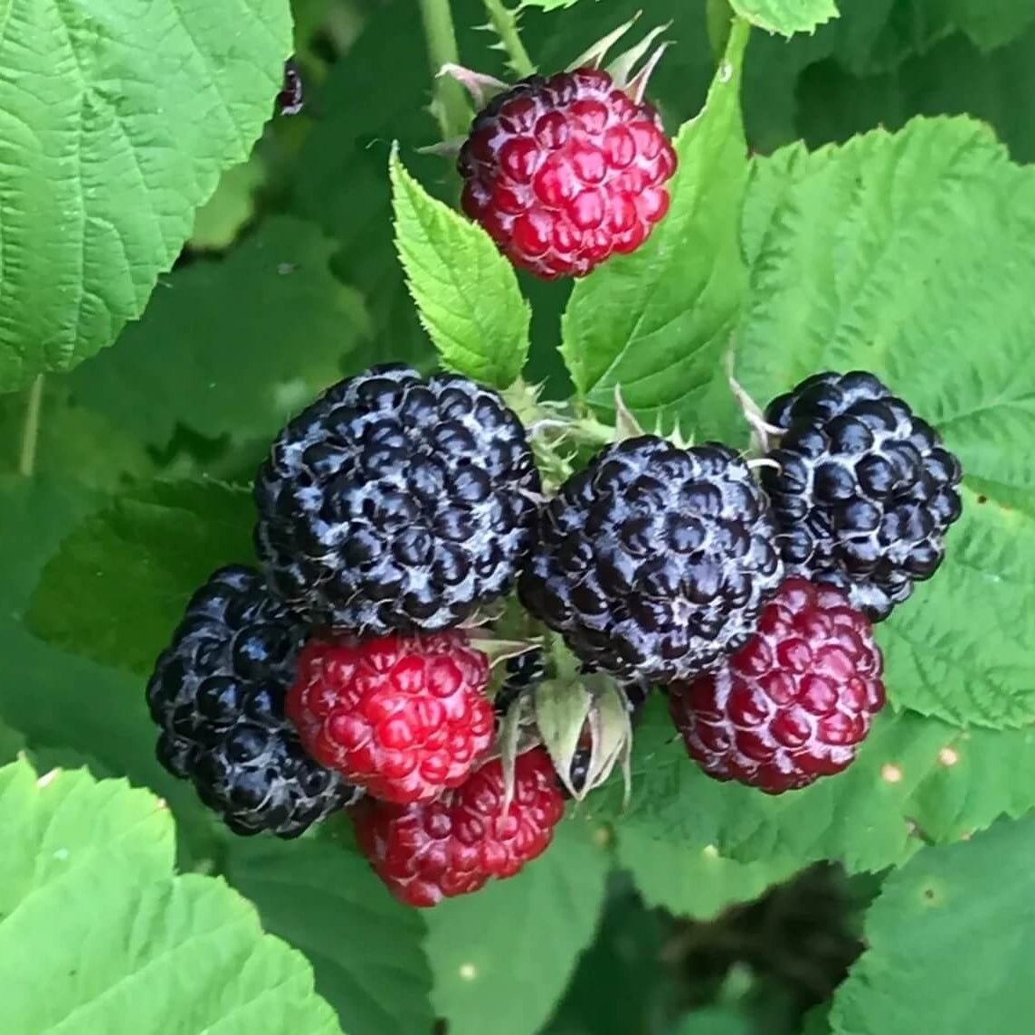Black raspberry seeds - Fruit Plant