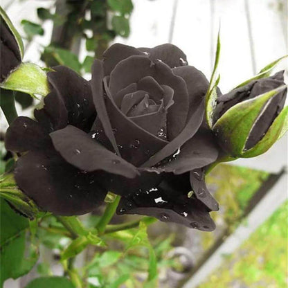 Black rose seeds - Flower Plant