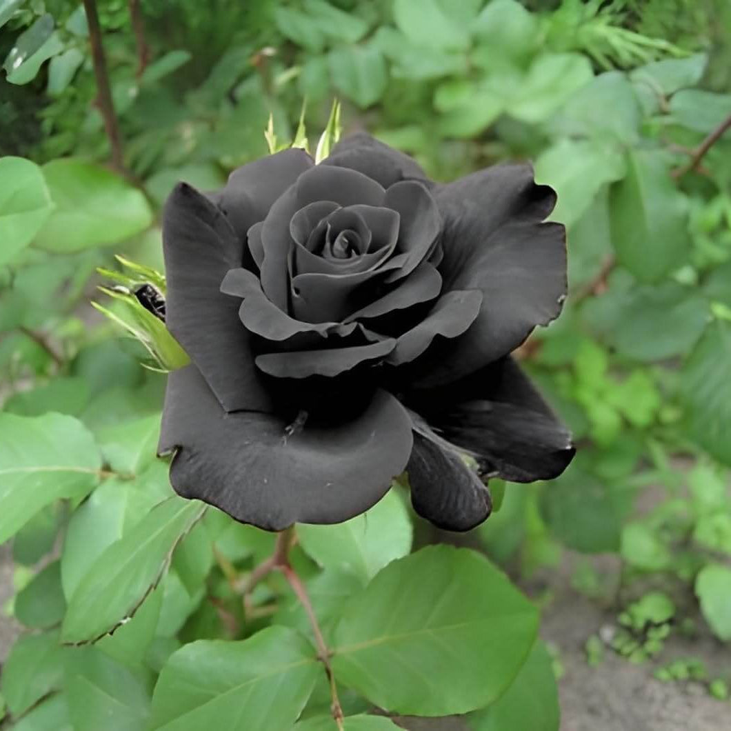 Black rose seeds - Flower Plant