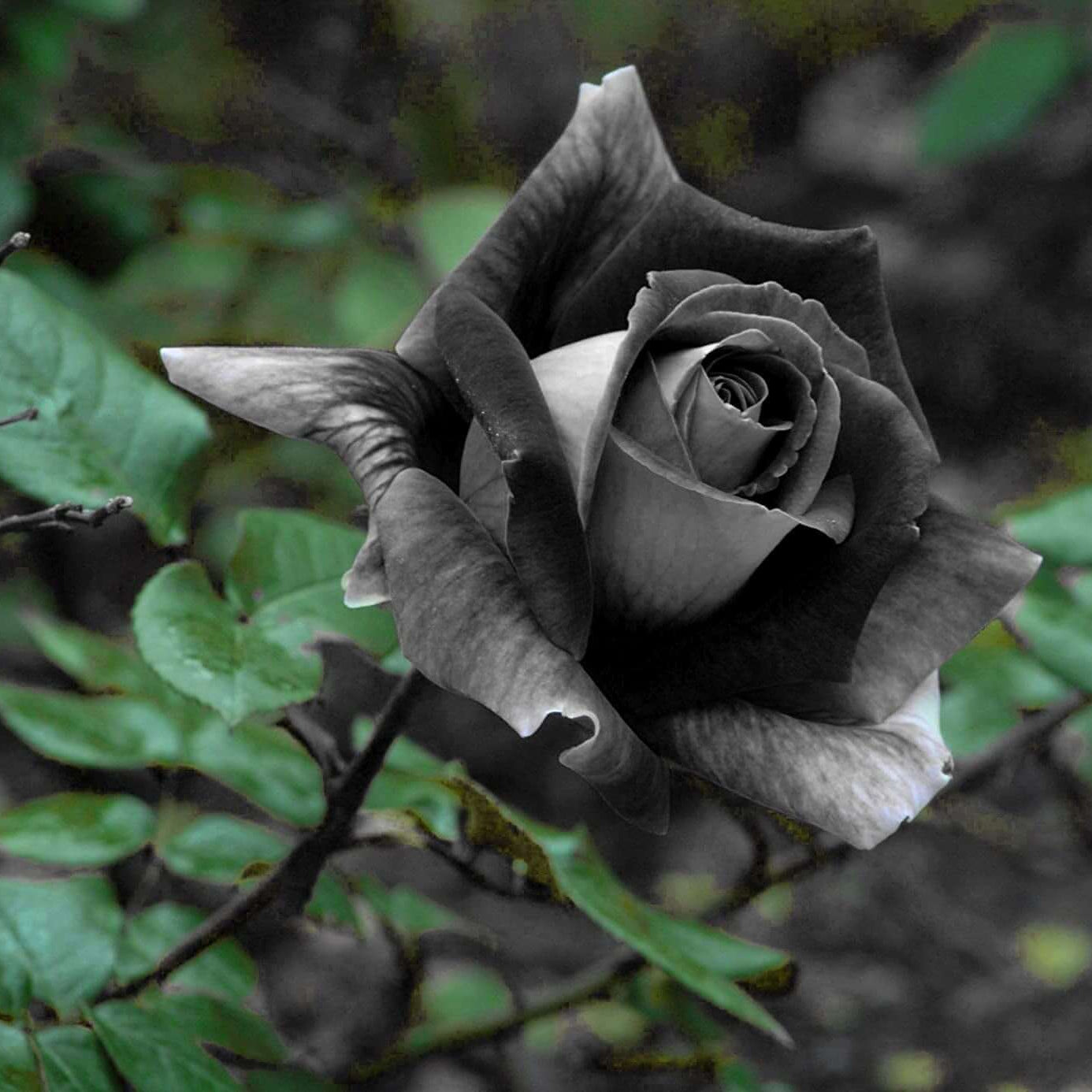 Black rose seeds - Flower Plant
