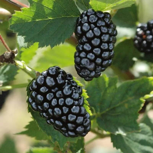 Blackberries seeds - Fruit Plant for Home Gardens 