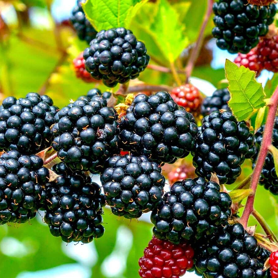 Blackberry Bramble Seeds