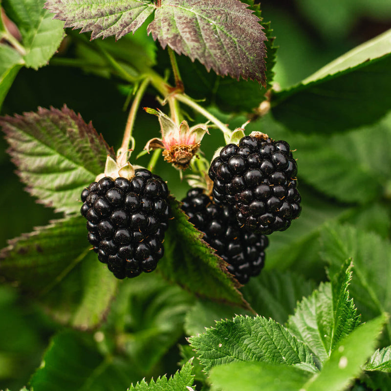 Blackberry Bramble Seeds