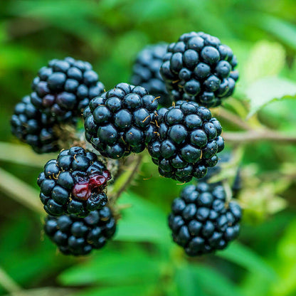 Blackberry Bramble Seeds