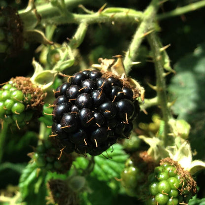 Blackberry Bramble Seeds
