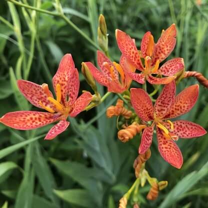 Blackberry Lily Seeds - Flower Plant