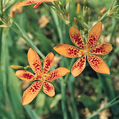 Blackberry Lily Seeds - Flower Plant