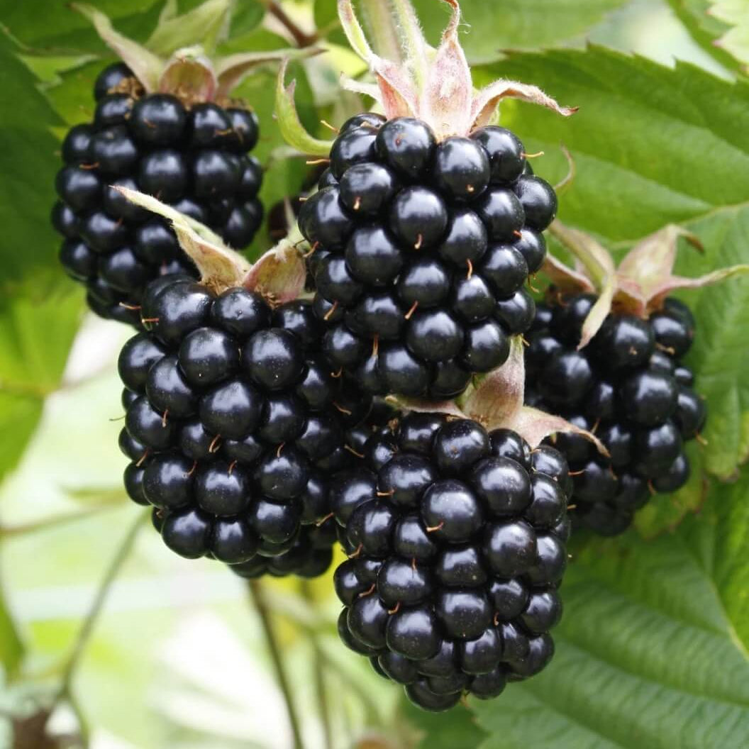 Blackberry Seeds