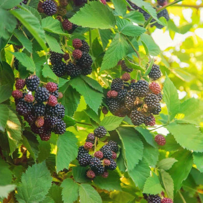 Blackberry Seeds