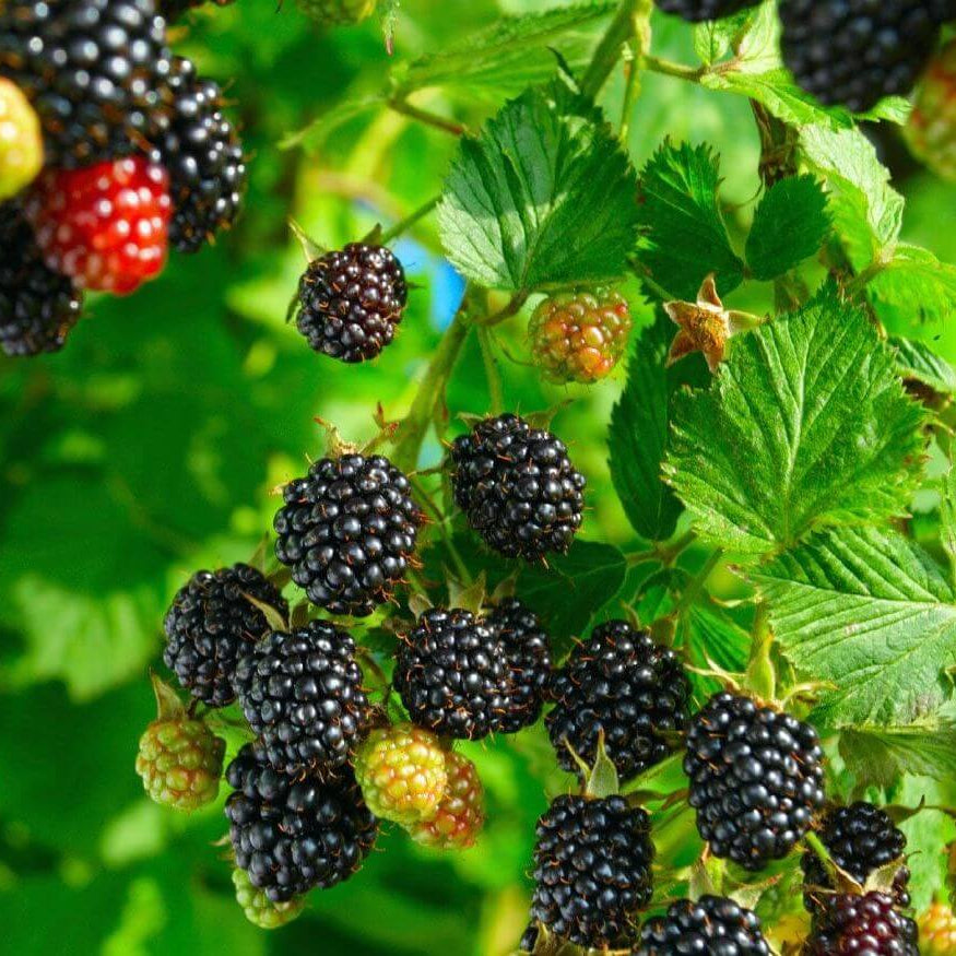 Blackberry Seeds