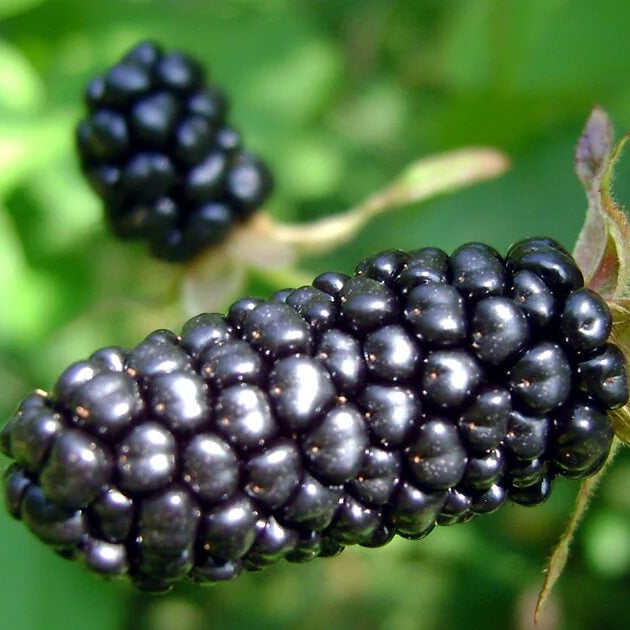 Blackberry Seeds