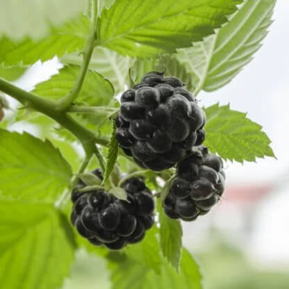Blackcaps Berry Seeds