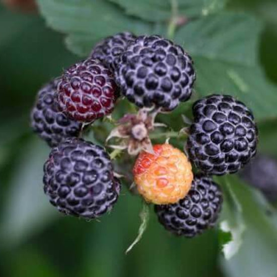 Blackcaps Berry Seeds