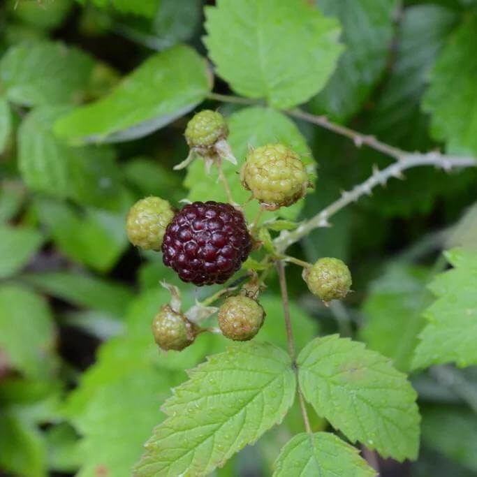 Blackcaps Berry Seeds