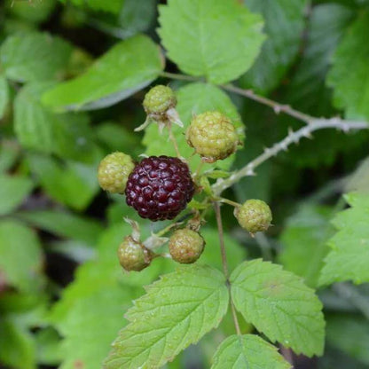 Blackcaps Berry Seeds