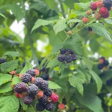 Blackcaps Berry Seeds