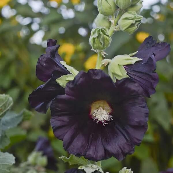 Blacknight Hollyhock Seeds - Heirloom Flower Plant for Home Gardens