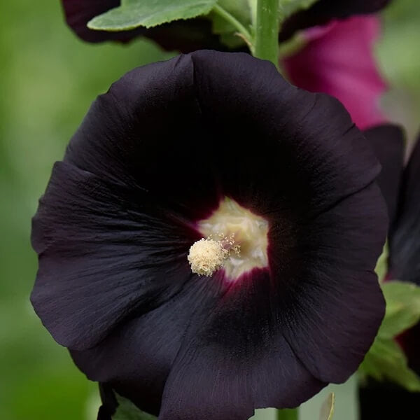 Blacknight Hollyhock Seeds - Heirloom Flower Plant for Home Gardens
