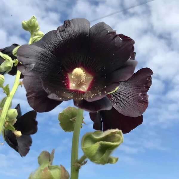 Blacknight Hollyhock Seeds - Heirloom Flower Plant for Home Gardens
