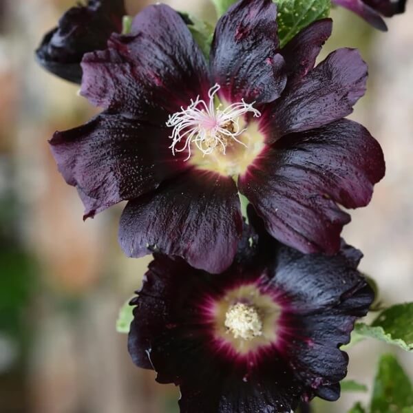Blacknight Hollyhock Seeds - Heirloom Flower Plant for Home Gardens