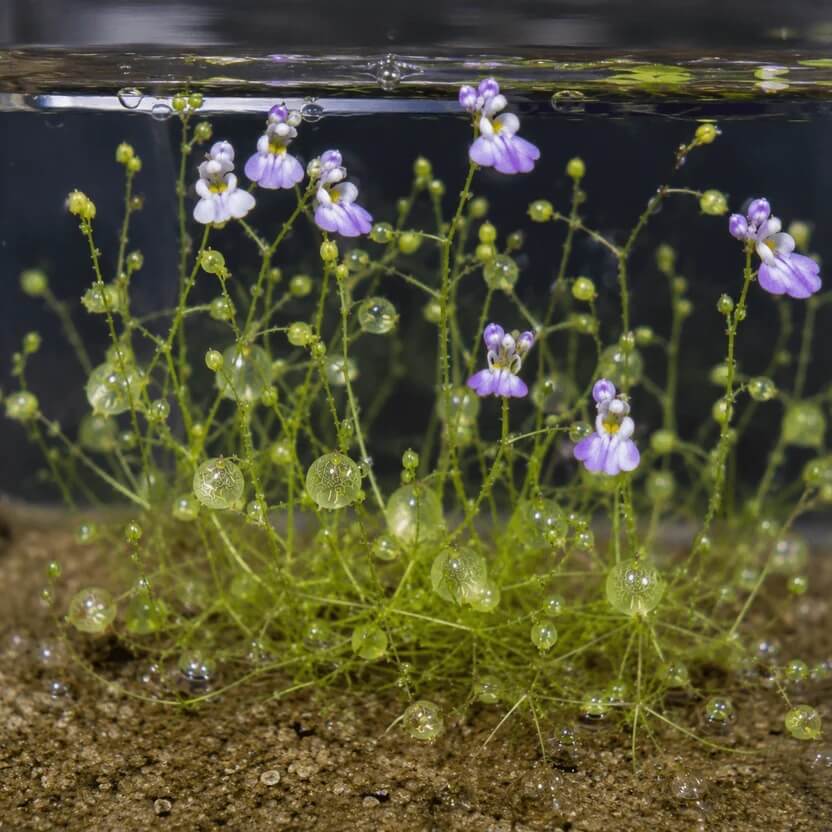 Bladderwort Seeds