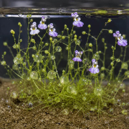 Bladderwort Seeds