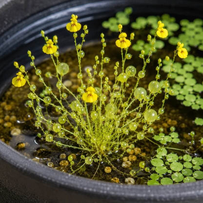 Bladderwort Seeds