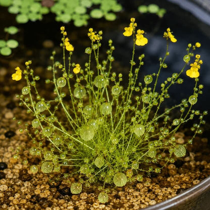 Bladderwort Seeds