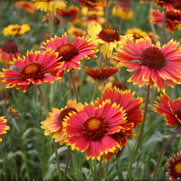 Blanket Flower Gaillardia Seeds - Flower Plant
