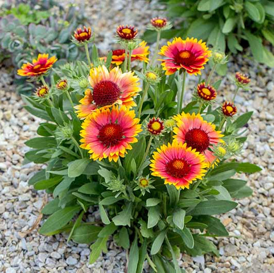 Blanket Flower Gaillardia Seeds - Flower Plant