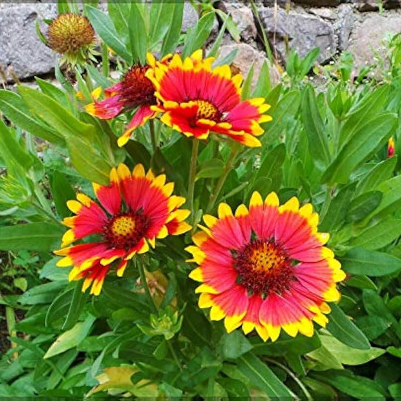 Blanket Flower Gaillardia Seeds - Flower Plant