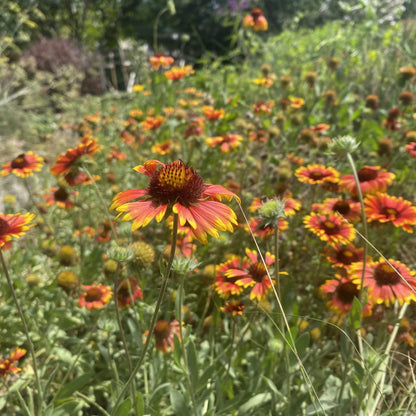 Blanket Flower Seeds