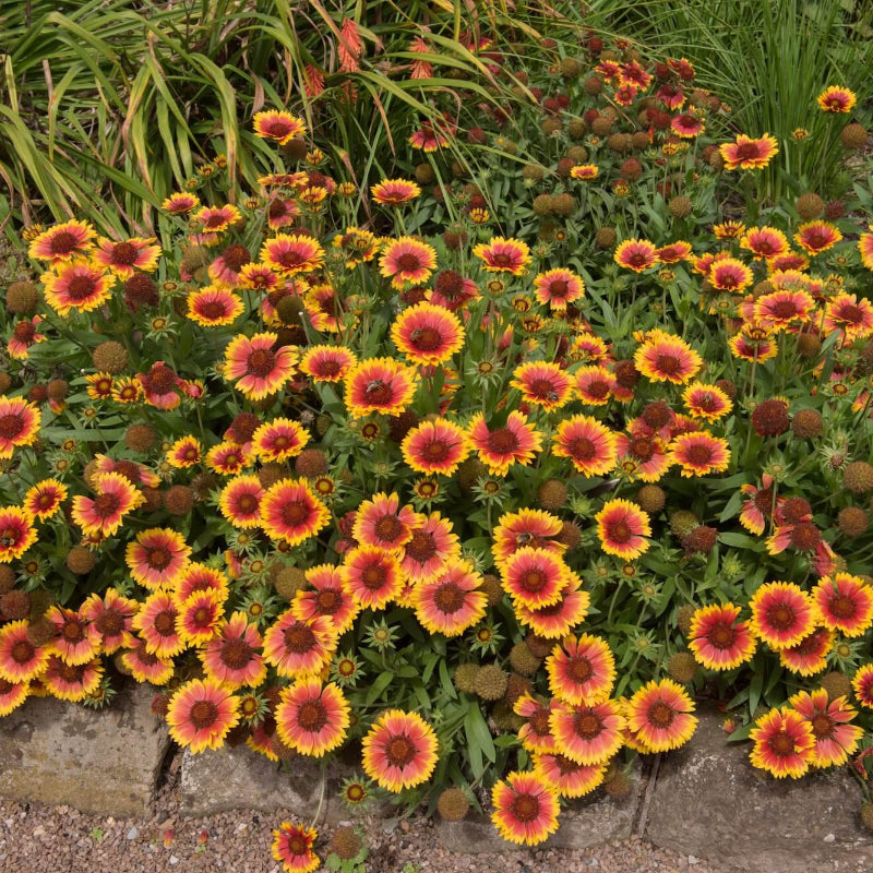Blanket Flower Seeds