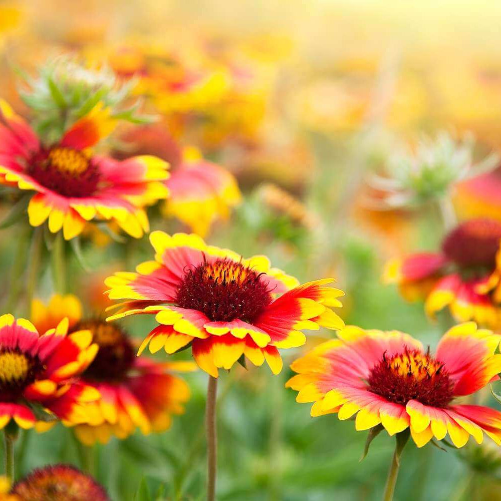 Blanket Flower Seeds