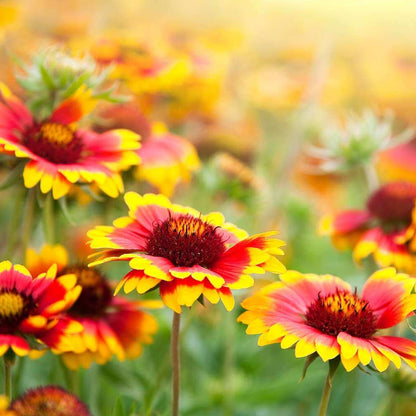 Blanket Flower Seeds