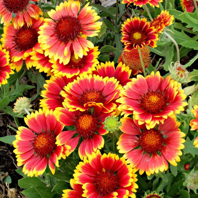 Blanket Flower Seeds