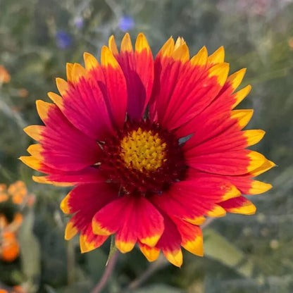 Blanket Flower Seeds - Flower Plant