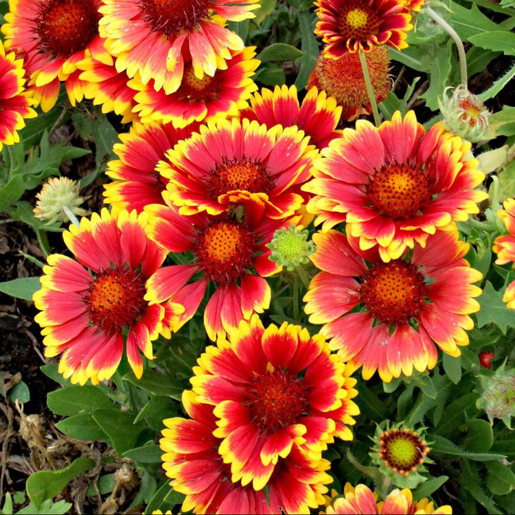 Blanket Flower Seeds - Flower Plant