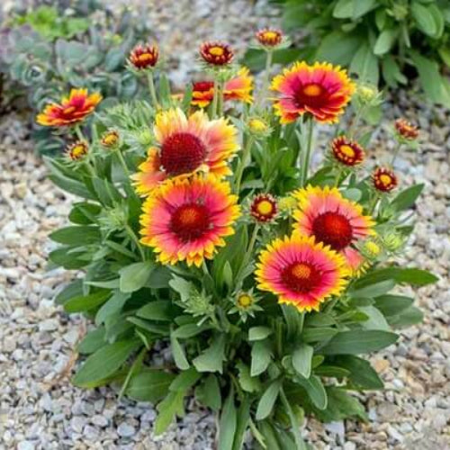 Blanket Flower Seeds - Flower Plant