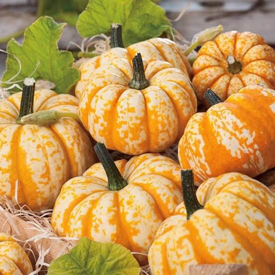 Blaze Pumpkin Seeds