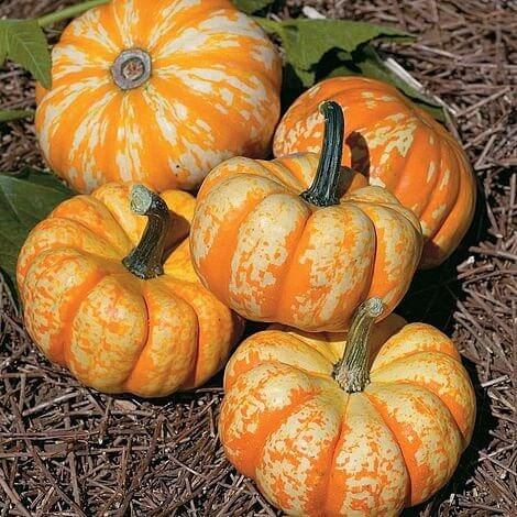Blaze Pumpkin Seeds