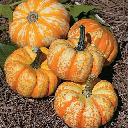 Blaze Pumpkin Seeds