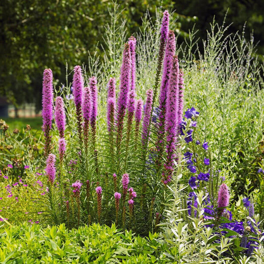 Blazing Star Liatris Seeds - Flower Plant