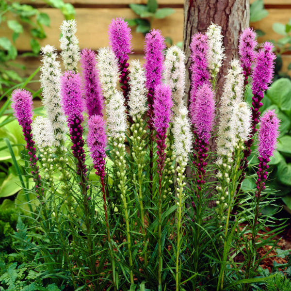 Blazing Star Liatris Seeds - Flower Plant