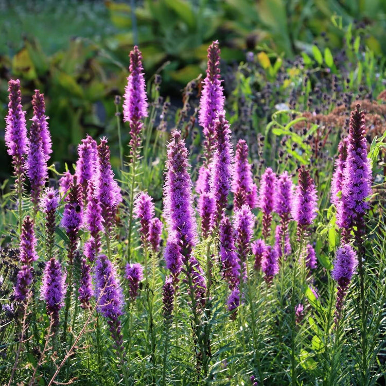 Blazing Star Liatris Seeds - Flower Plant