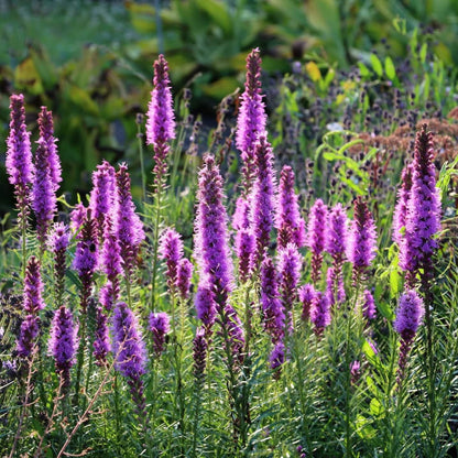 Blazing Star Liatris Seeds - Flower Plant